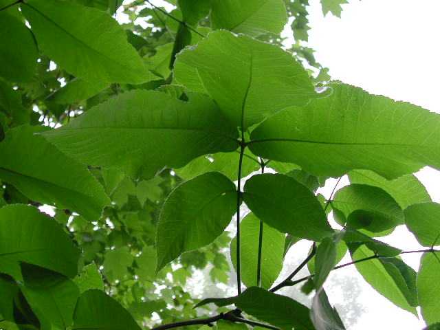 elm tree leaves identification. insect homes Elm tree leaf